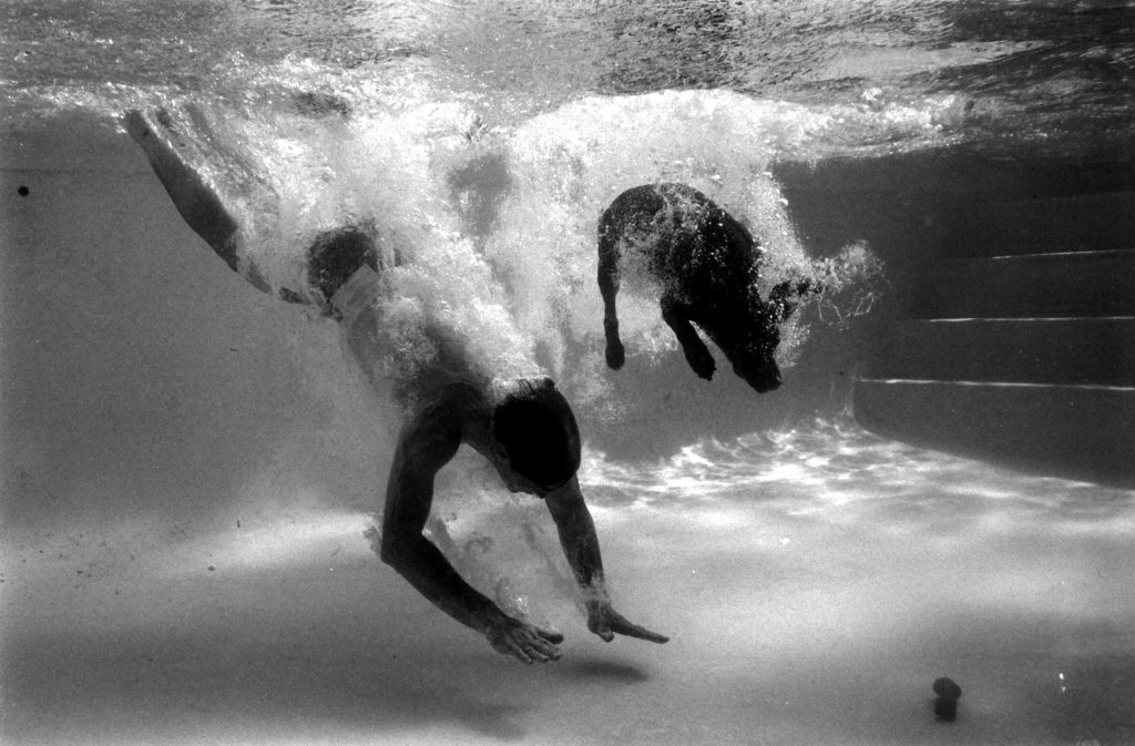German pointer Bellybutton diving for a rubber bone in swimming pool.