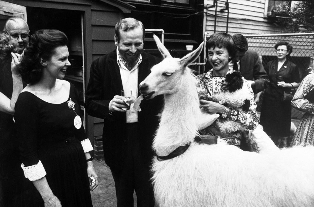 Kangaroo and Llama Party 1959