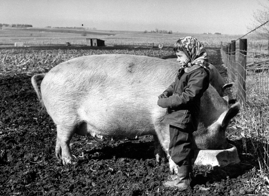 National Pig Day