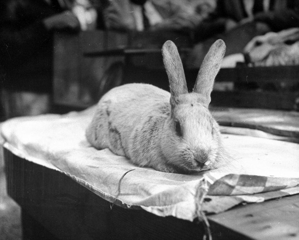 Long Island Rabbit Breeders Association Rabbit show, circa 1943.