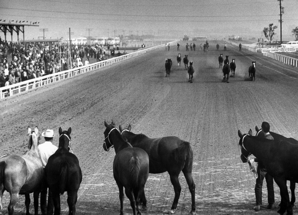 Baby horses scampering down the stretch at Los Alamitos track, 1952.