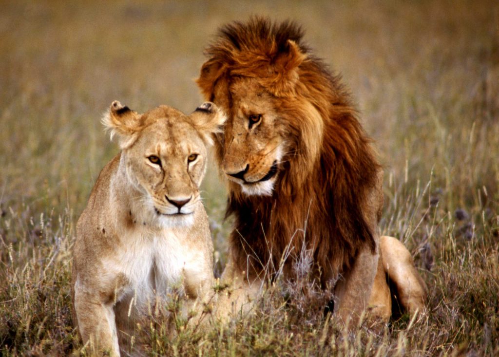 A pair of lions in the wild in Africa, 1966.